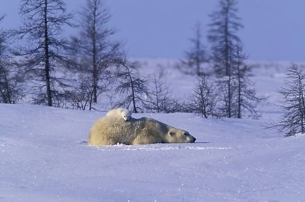 North America, Canada, Manitoba, Churchill. Polar Bear (Ursus maritimus) and cub