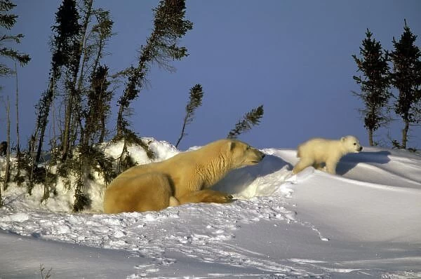 North America, Canada, Manitoba, Churchill. Polar Bear (Ursus maritimus) and cub
