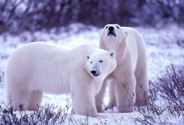 North America, Canada, Manitoba, Churchill. Polar Bears (Ursus mritimus)