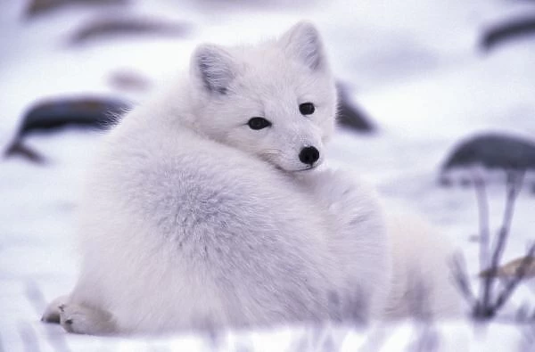 North America, Canada, Manitoba, Churchill, Arctic fox (Alopex lagopus)