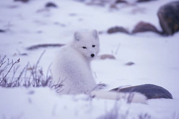 North America, Canada, Manitoba, Churchill, Arctic fox (Alopex lagopus)