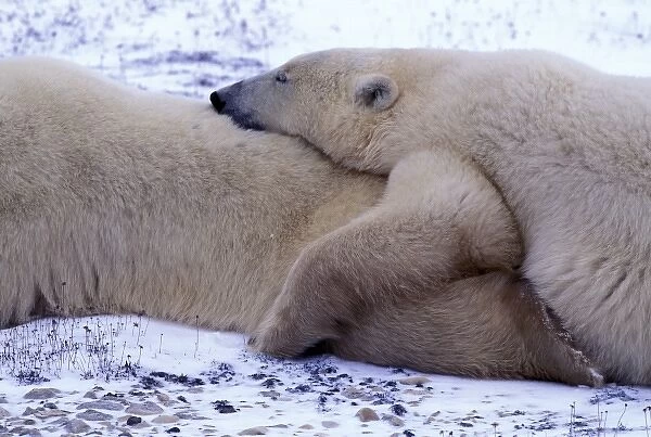 North America, Canada, Manitoba, Churchill. Polar Bears (Ursus maritimus)