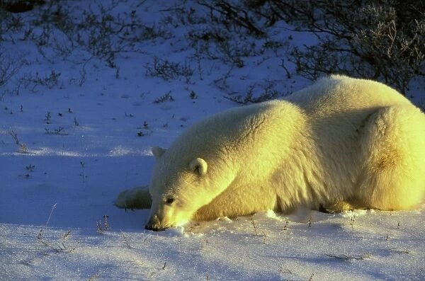 North America, Canada, Manitoba, Churchill. Polar Bear (Ursus maritimus)