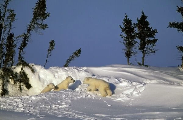 North America, Canada, Manitoba, Churchill. Polar Bear (Ursus maritimus) cubs