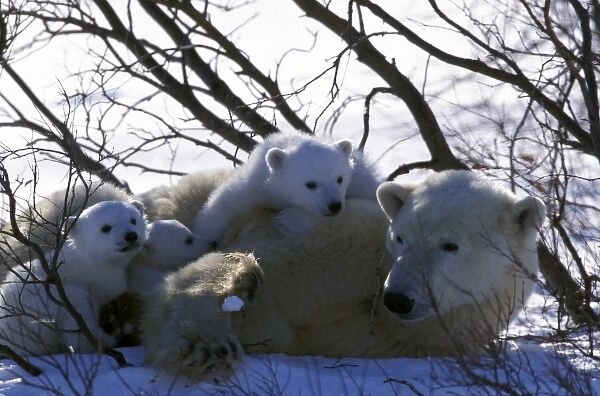 North America, Canada, Manitoba, Churchill. Polar Bear (Ursus maritimus) and cubs