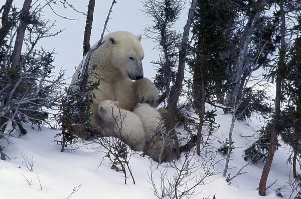 North America, Canada, Manitoba, Churchill. Polar Bear (Ursus maritimus) and cubs