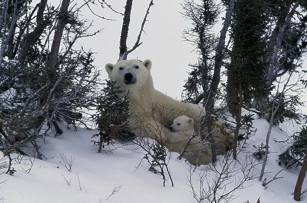 North America, Canada, Manitoba, Churchill. Polar Bear (Ursus maritimus) cubs