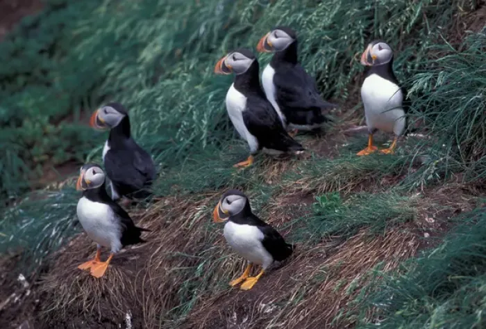 Framed Print : North America, Canada, Newfoundland, Witless Bay, Atlantic Puffins