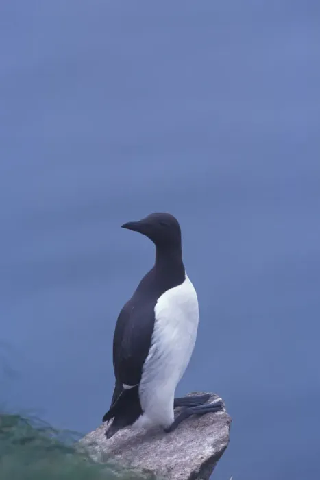 Framed Print : North America, Canada, Newfoundland, Witless Bay, Common Murre Framed Print : North America, Canada, Newfoundland, Witless Bay, Common Murre