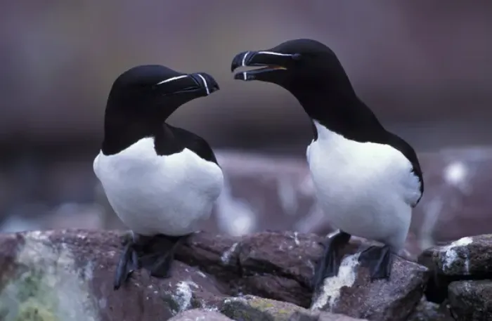 Framed Print : North America, Canada, Newfoundland, Witless Bay, Razorbills Framed Print : North America, Canada, Newfoundland, Witless Bay, Razorbills