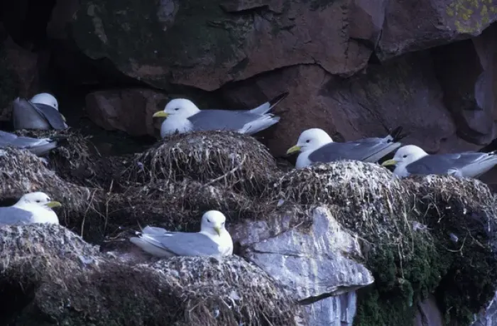 Framed Print : North America, Canada, Newfoundland, Witless Bay, Black-legged Kittiwakes Framed Print : North America, Canada, Newfoundland, Witless Bay, Black-legged Kittiwakes