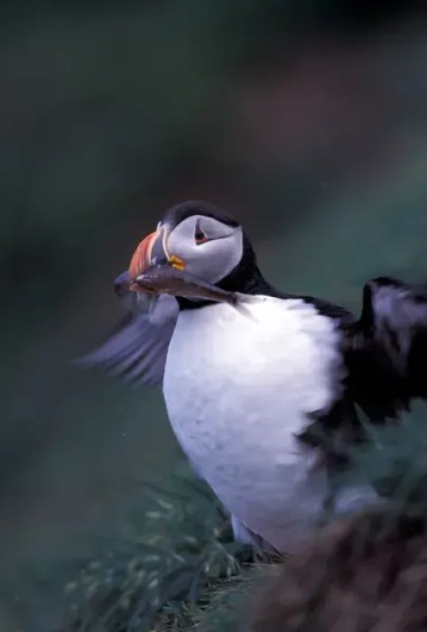 Framed Print : North America, Canada, Newfoundland, Witless Bay, Atlantic Puffin with fish Framed Print : North America, Canada, Newfoundland, Witless Bay, Atlantic Puffin with fish