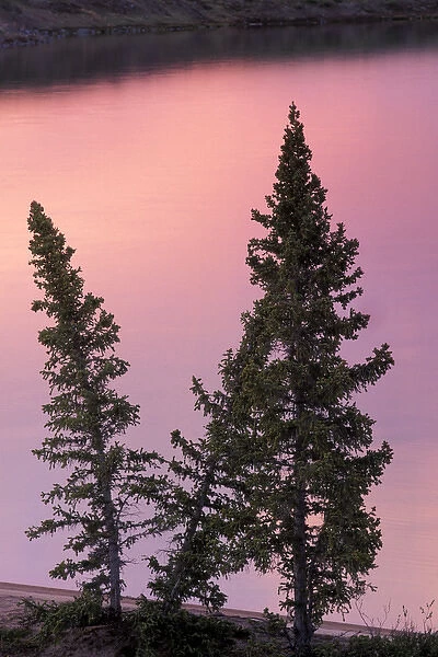 North America, Canada, Northwest Territories. Landscape, trees and lake