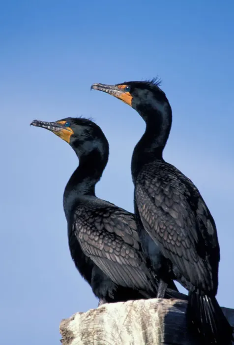Framed Print : North America, Canada, Nova Scotia, Double-crested cormorants (Phalacrocorax auritus)