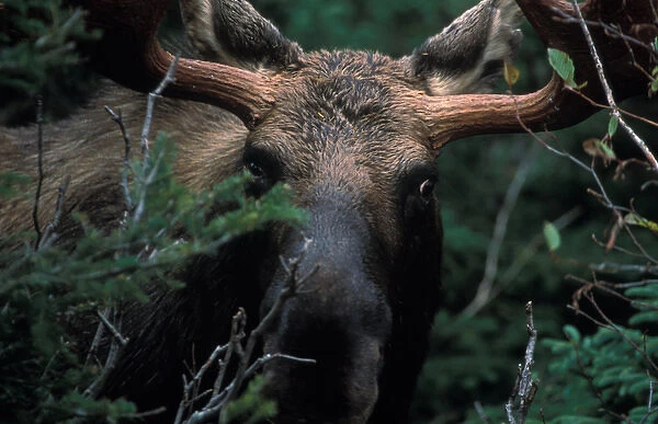 North America, Canada, Nova Scotia, Cape Breton Highlands National Park, Bull Moose