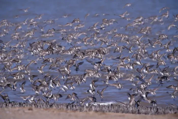 Framed Print : North America, Canada, Nova Scotia, Grand Pre Beach, sandpipers in flight Framed Print : North America, Canada, Nova Scotia, Grand Pre Beach, sandpipers in flight