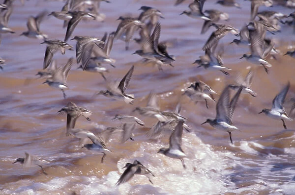 North America, Canada, Nova Scotia, Grand Pre Beach, sandpipers take flight