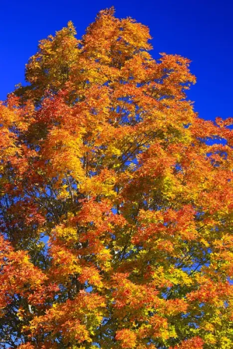 Framed Print : North America, Canada, Nova Scotia, Cape Breton, Cabot Trail, Tree in Fall colours