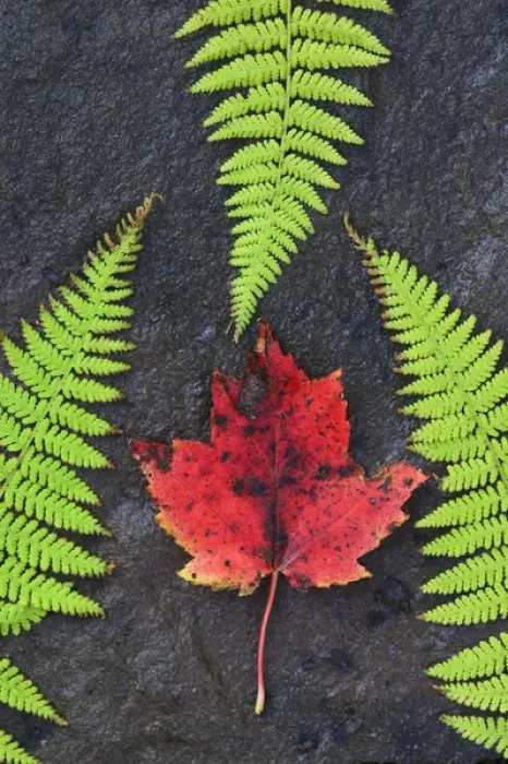 Framed Print : North America, Canada, Nova Scotia, Cape Breton, three green ferns and dead maple leaf