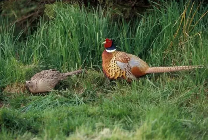 Framed Print : North America, Canada, Nova Scotia, Eastern Passage, ring-necked Pheasants