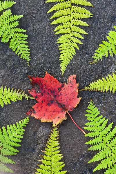 North America, Canada, Nova Scotia, Cape Breton, eight green ferns and maple leaf