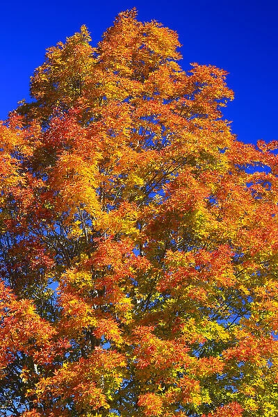 North America, Canada, Nova Scotia, Cape Breton, Cabot Trail, Tree in Fall colours