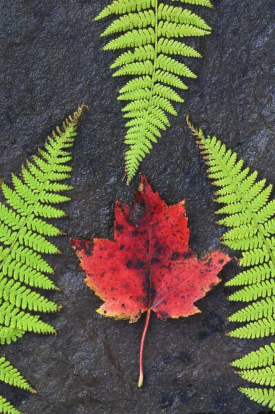 North America, Canada, Nova Scotia, Cape Breton, three green ferns and dead maple leaf