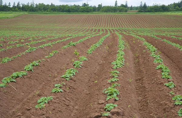 North America, Canada, Prince Edward Island, Potatoe Field, Agriculture