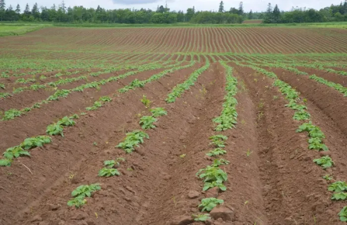 Framed Print : North America, Canada, Prince Edward Island, Potatoe Field, Agriculture Framed Print : North America, Canada, Prince Edward Island, Potatoe Field, Agriculture