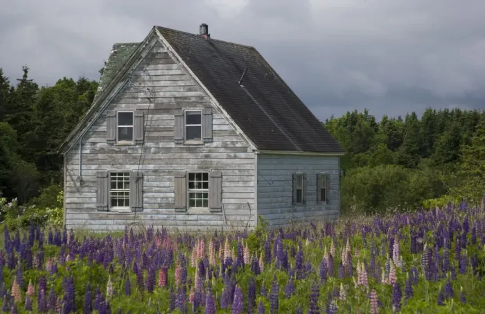 Framed Print : North America, Canada, Prince Edward Island, Cavendish, Farmhouse, Lupins Framed Print : North America, Canada, Prince Edward Island, Cavendish, Farmhouse, Lupins