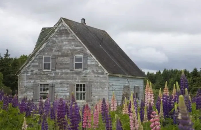 Framed Print : North America, Canada, Prince Edward Island, Cavendish, Farmhouse, Lupins Framed Print : North America, Canada, Prince Edward Island, Cavendish, Farmhouse, Lupins