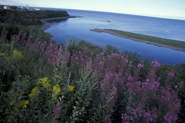 North America, Canada, Quebec, Gaspe Peninsula (Gaspesie) Coastal wildflowers