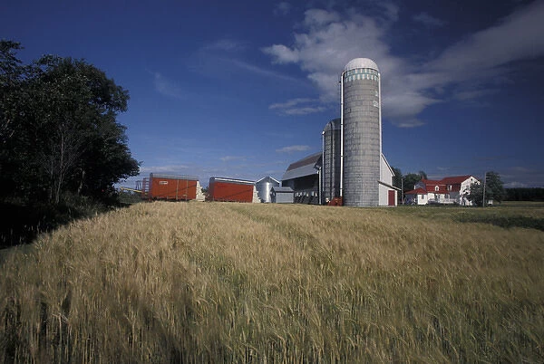 North America, Canada, Quebec, Gaspe Peninsula (Gaspesie) Wheat farm