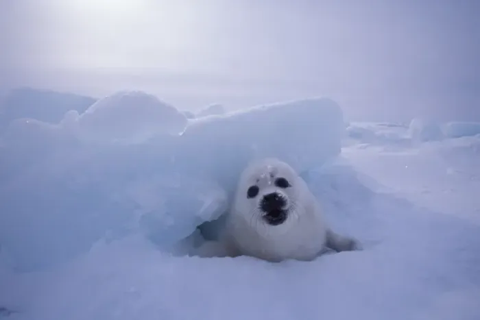 Framed Print : North America, Canada, Quebec, Iles de la Madeleine, Harp seal (Phoca groenlandica) Framed Print : North America, Canada, Quebec, Iles de la Madeleine, Harp seal (Phoca groenlandica)
