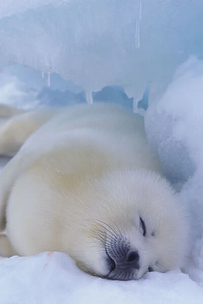 North America, Canada, Quebec, Iles de la Madeleine, harp seal (Phoca groenlandica)