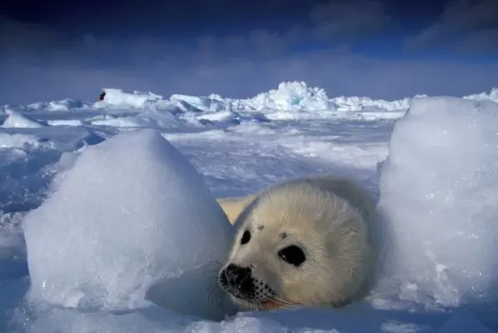 Framed Print : North America, Canada, Quebec, Iles de la Madeleine, Harp seal (Phoca groenlandica)