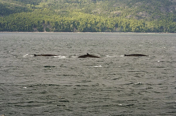 North America, Canada, Quebec, North Shore. The dorsal fins of three whales seen
