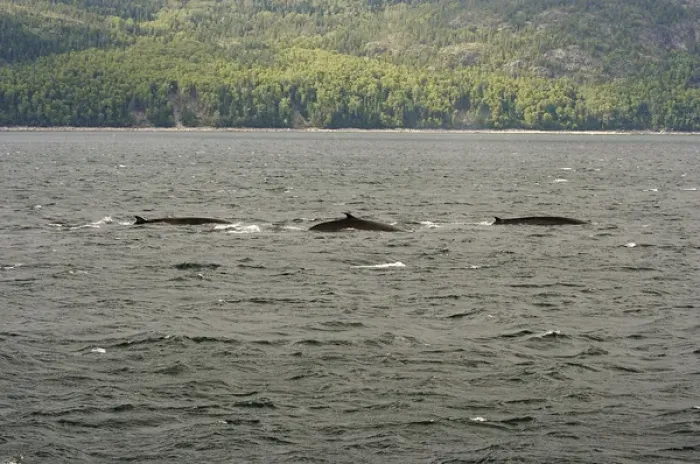 Framed Print : North America, Canada, Quebec, North Shore. The dorsal fins of three whales seen