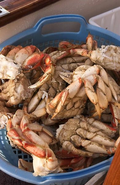 North America, Canada, Queen Charlotte Islands, Dungeness cooked crab