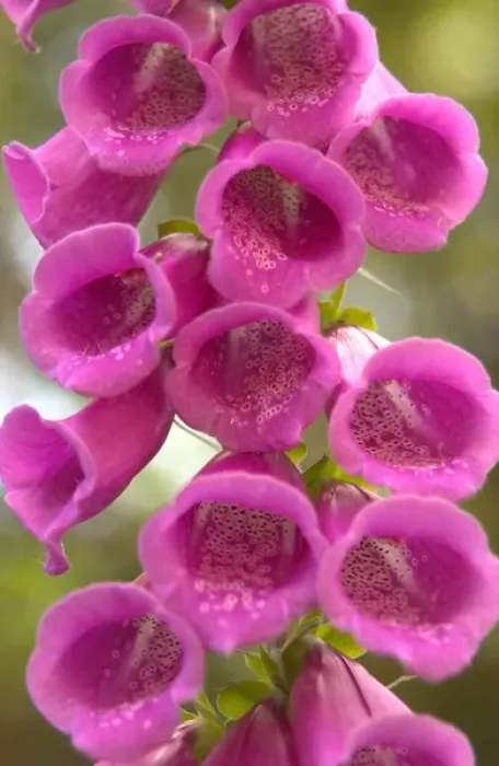 Framed Print : North America, Canada, Queen Charlotte Islands, Fox glove blooms