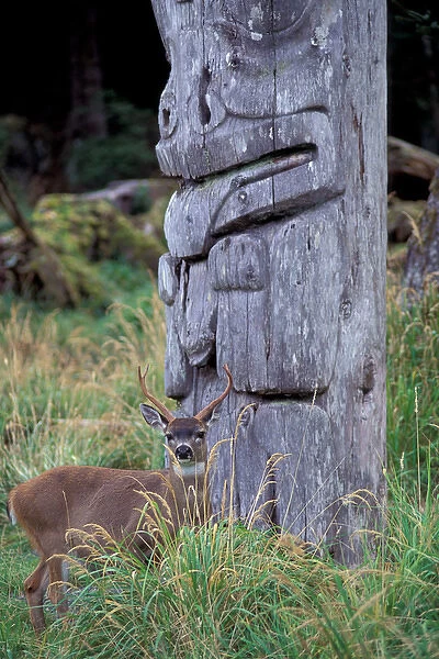 North America, Canada, Queen Charlotte Islands, Ninstints Village, Sitka deer among