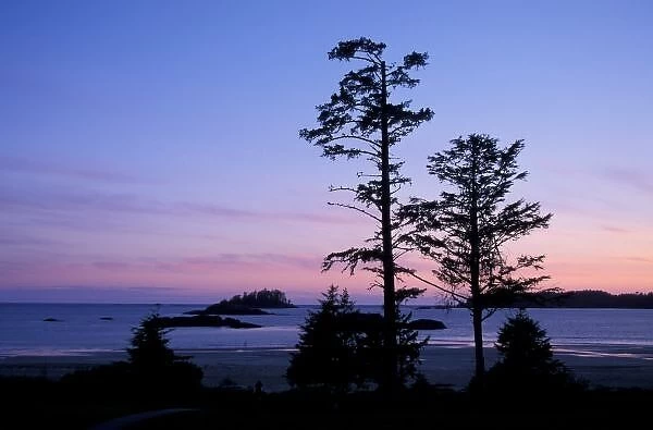 North America, Canada, Vancouver Island, trees silhouetted at sunset