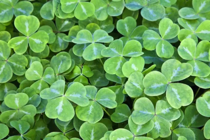 Framed Print : North America; Canada; Vancouver Island; Hately Gardens; Spring Shamrocks in mass Framed Print : North America; Canada; Vancouver Island; Hately Gardens; Spring Shamrocks in mass