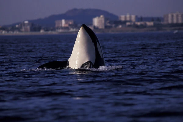 North America, Canada, Victoria. Orca whale