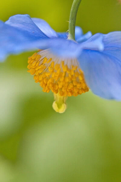 North America; Canada; Victoria; Selective Focus of Himalayan Blue Poppy