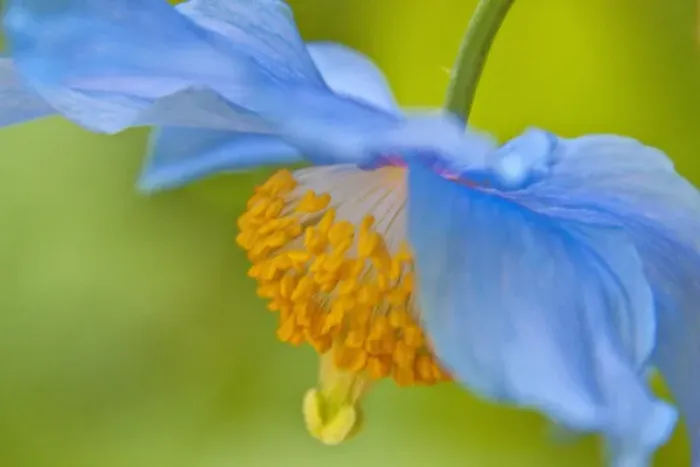 Framed Print : North America; Canada; Victoria; Selective Focus of Himalayan Blue Poppy