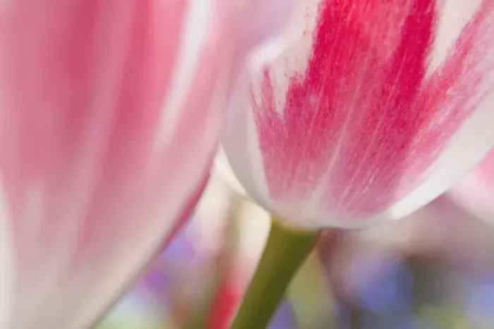 Framed Print : North America; Canada; Victoria; Selective Focus of Spring Tulips of Red and White Color