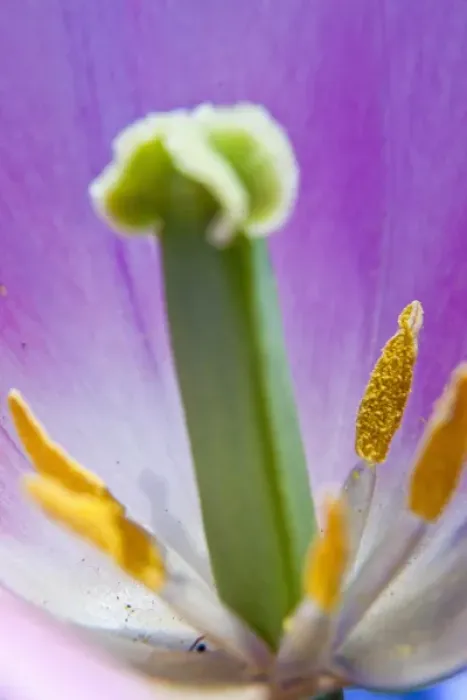 Framed Print : North America; Canada; Victoria; Selective Focus of Spring Tulips of Red and White Color Framed Print : North America; Canada; Victoria; Selective Focus of Spring Tulips of Red and White Color
