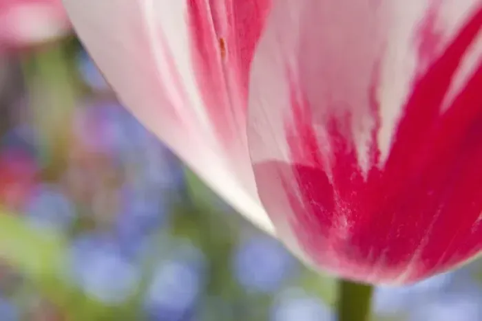 Framed Print : North America; Canada; Victoria; Selective Focus of Spring Tulips of Red and White Color