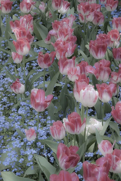 North America; Canada; Victoria; Spring Tulips of Red and White Color